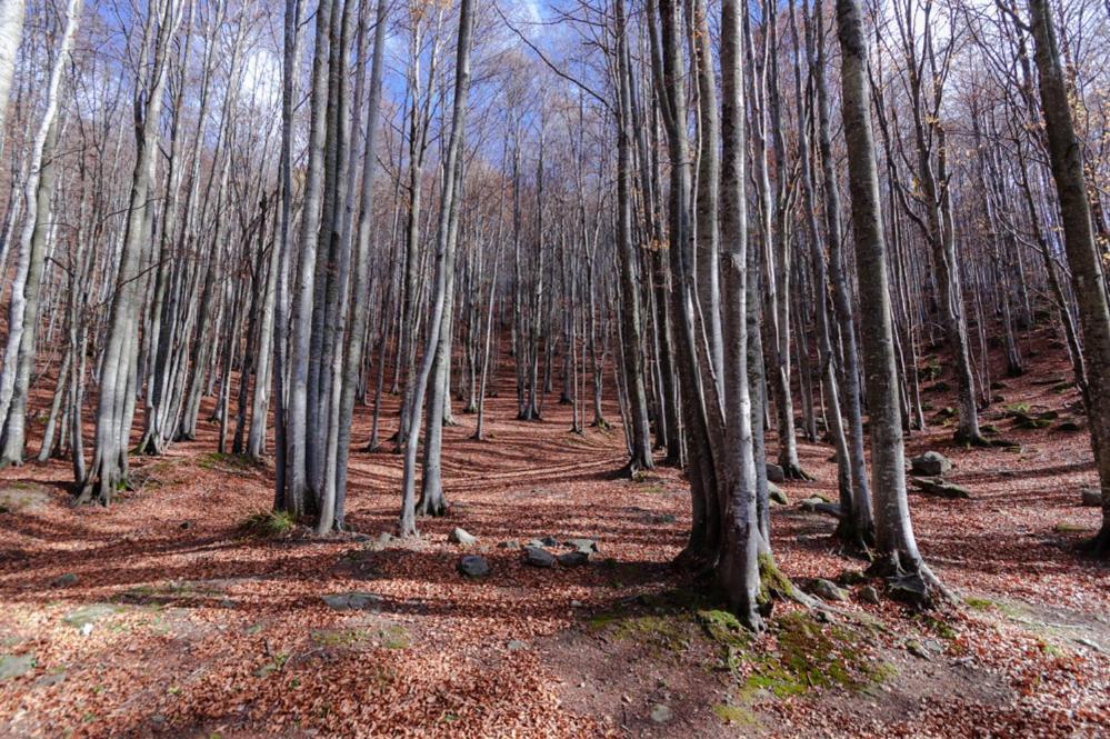 Viandanti, Artisti E Sognatori Bed & Breakfast Comano  Bagian luar foto
